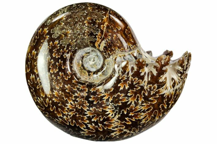 Polished, Agatized Ammonite (Cleoniceras) - Madagascar #110525